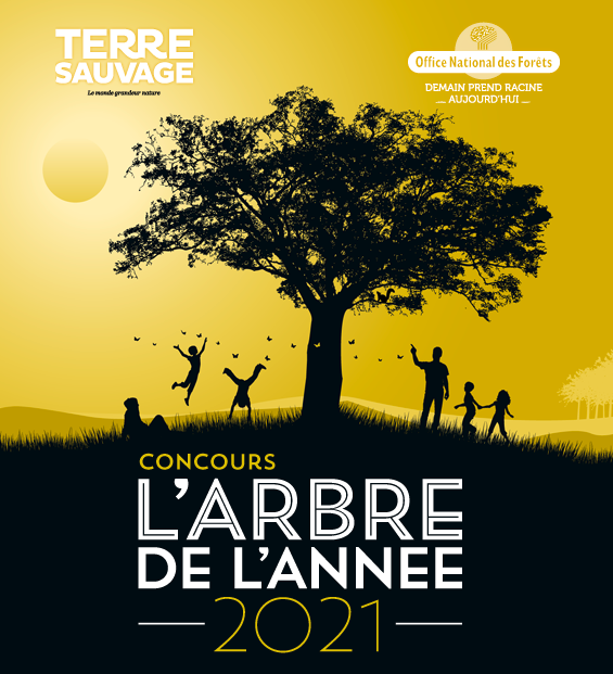 Votez pour l’Arbre de l’année 2021 !