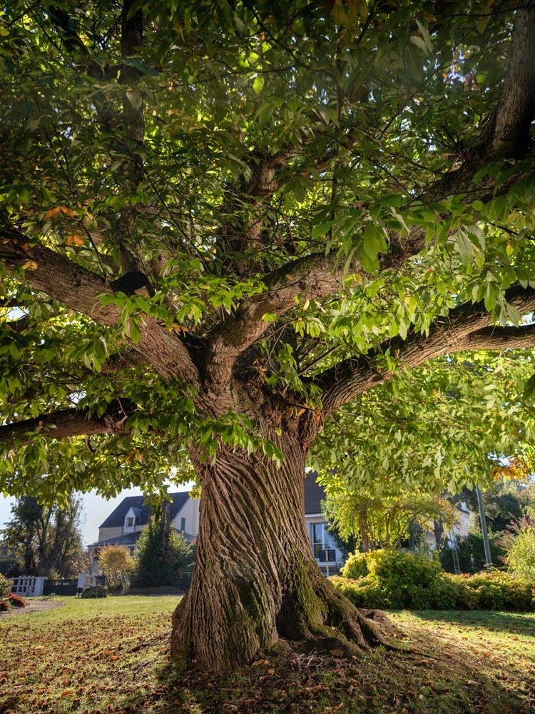 Châtaignier — Concours de L’Arbre de l’Année